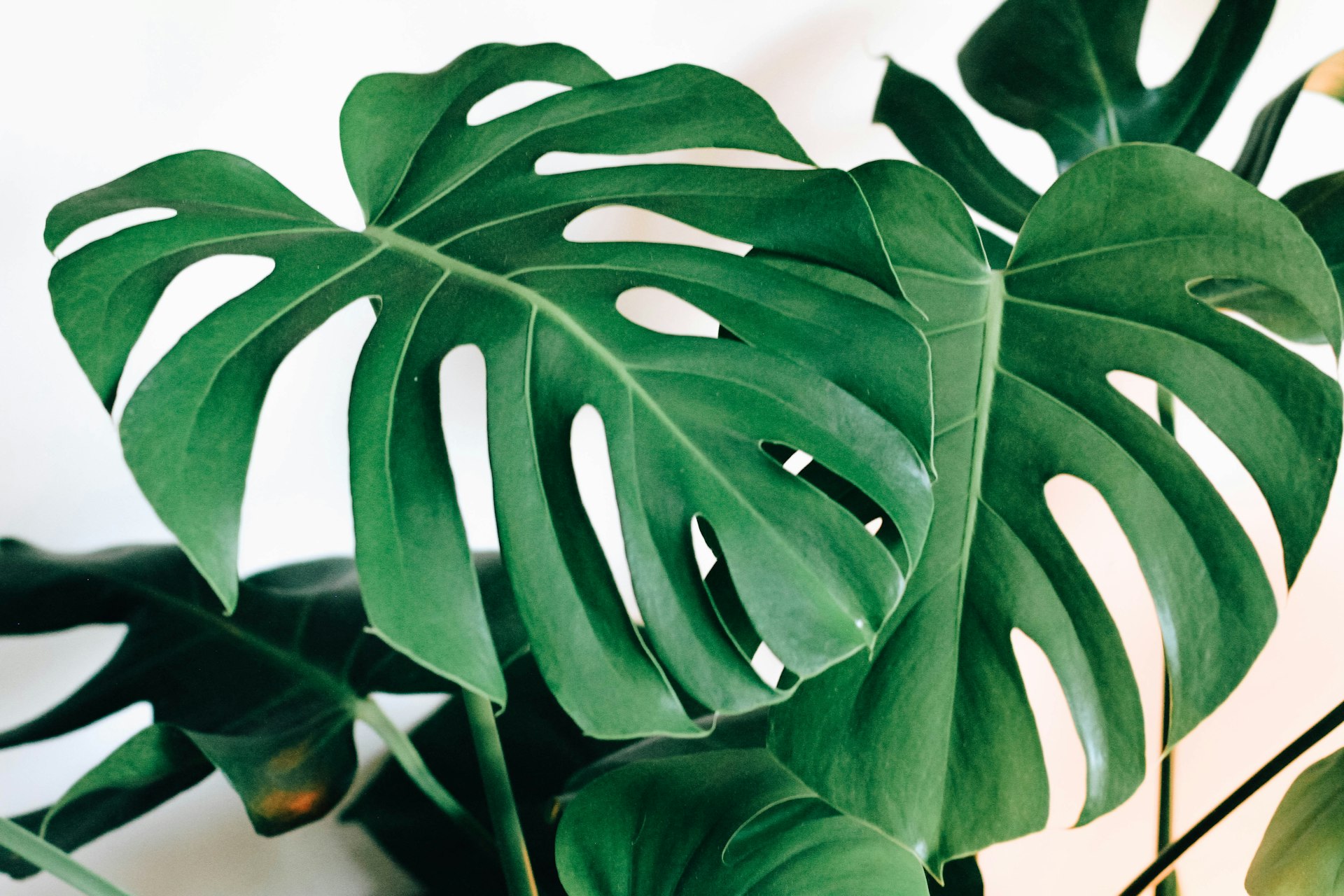 Verdant